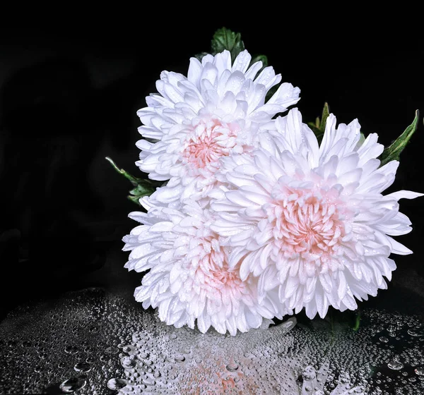 Drei weiße mit rosa Chrysanthemenblüten auf schwarzem Hintergrund — Stockfoto