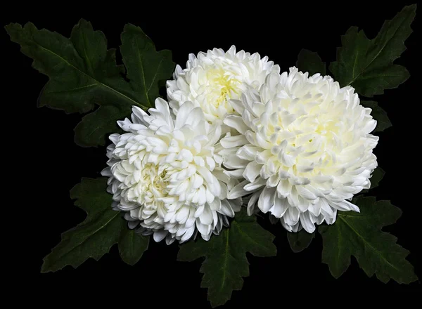 Tre vita krysantemum blommor som närbild på svart bakgrund — Stockfoto