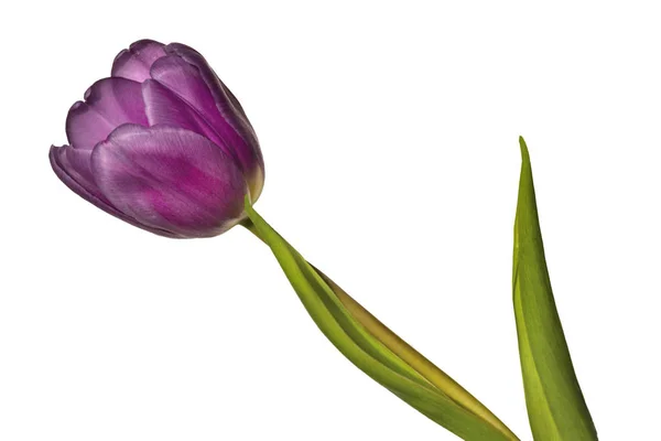 Einzelne lila Tulpenblüte aus nächster Nähe, isoliert auf weißem Hintergrund — Stockfoto