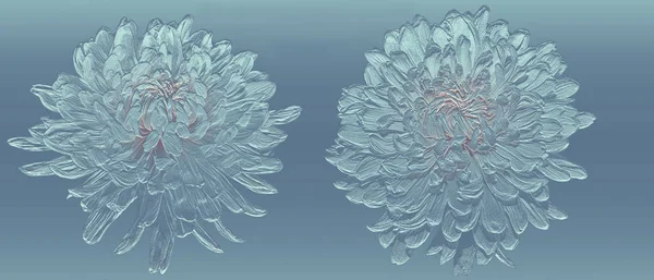 Due fiori di crisantemo bianco da vicino, su sfondo blu isolato — Foto Stock