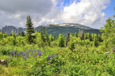 Picturesque view of blooming alpine meadow and mountain glaciers clipart