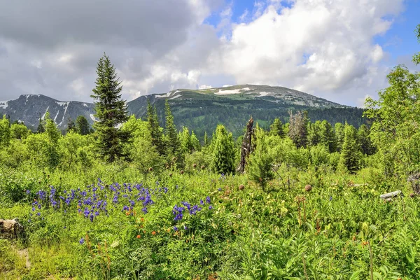 Schilderachtig uitzicht van bloeiende weide en berg Alpengletsjers — Stockfoto