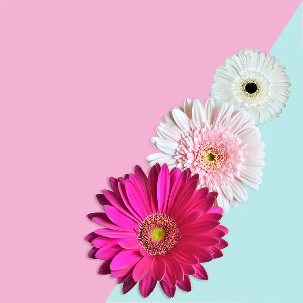 Three gentle gerbera flowers close up at pastel geometrical back — Stock Photo, Image