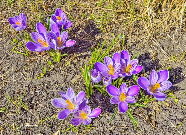 Časné jarní purpurové s bílými květinami krokty na louce — Stock fotografie