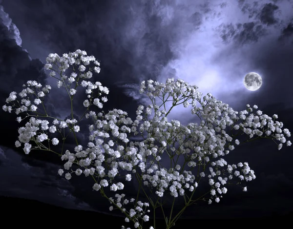 Summer moon night in the blossoming garden, flowers in moonlight — Stock Photo, Image
