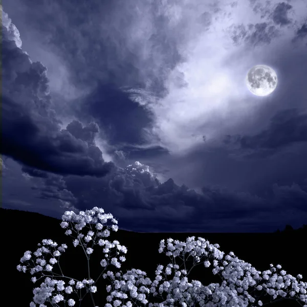 Summer moon night in the blossoming garden, flowers in moonlight — Stock Photo, Image