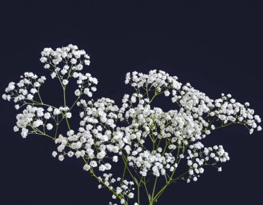 Milkfolyonun beyaz çiçekleri (Achillea ptarmica) - İnci yakından, siyah üzerine izole edilmiş