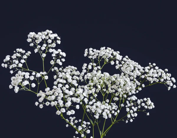 Milkfolyonun beyaz çiçekleri (Achillea ptarmica) - İnci yakından, siyah üzerine izole edilmiş