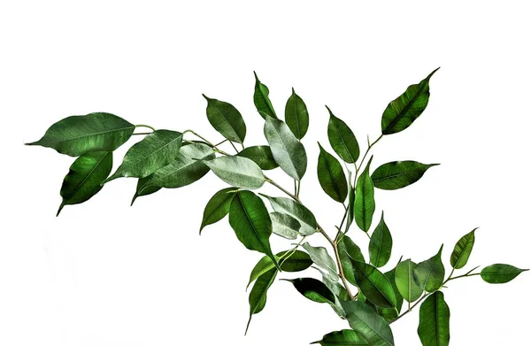 Twig of Ficus benjamina with green leaves isolated on white background — Stock Image Twig of Ficus benjamina with green leaves isolated on white background Royalty Free Stock Photos