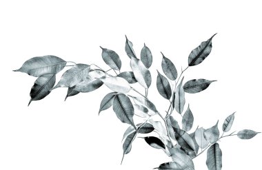 Ficus benjamina dalı monokrom görüntü izole beyaz bir arka plan üzerinde yakın