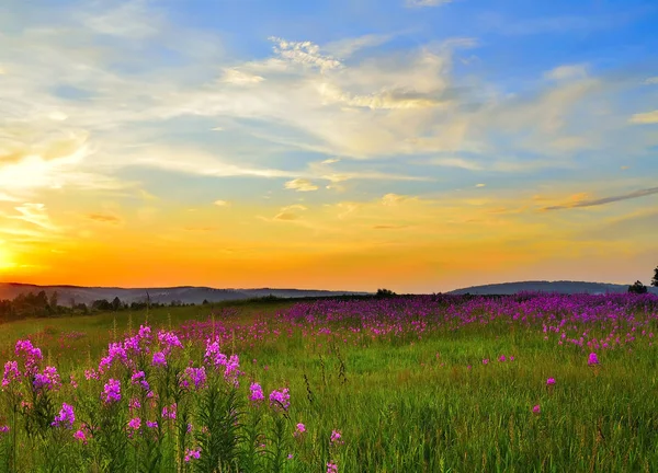 Çiçek açan pembe fireweed çiçekleri ile çiçekli yaz çayır üzerinde Altın gün batımı