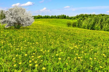 Karahindiba ile bahar çayırında eski çiçek açan elma ağacı