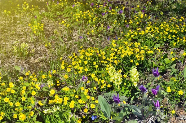 Coloridas flores silvestres de primavera en el prado en el día soleado —  Fotos de Stock