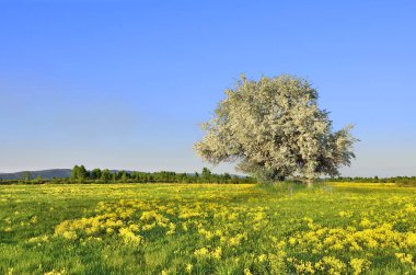 Sarı çiçekler arasında çayırda açan elma ağacı