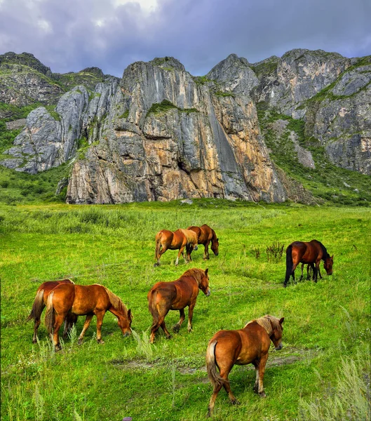 Manada de caballos marrones pastando en el valle de la montaña cerca de acantilado empinado —  Fotos de Stock