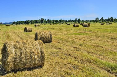 Rulo saman balyaları ile Tarım yaz manzara