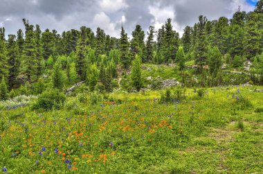 Dere ile Altay dağlarında Yaz manzara, alp çayır bir
