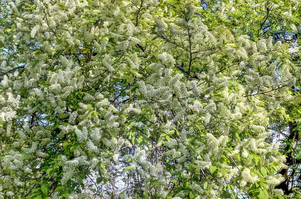 Delicate infiorescenze bianche profumate di ciliegia uccello in fiore — Foto Stock