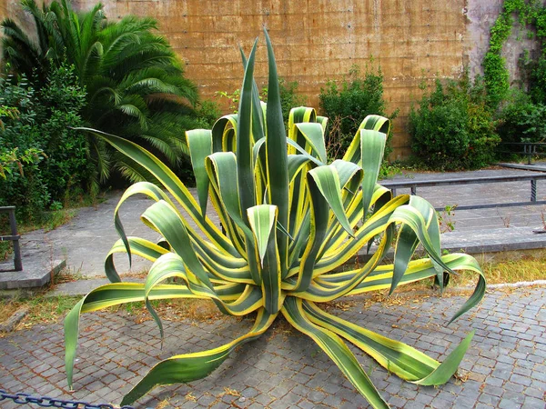 Agave americana 