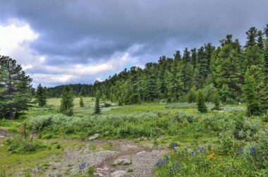 Summer landscape in Altai mountains with creek, alpine meadow at overcast clipart