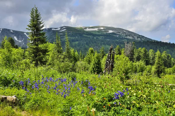 Schilderachtig uitzicht van bloeiende weide en berg Alpengletsjers — Stockfoto