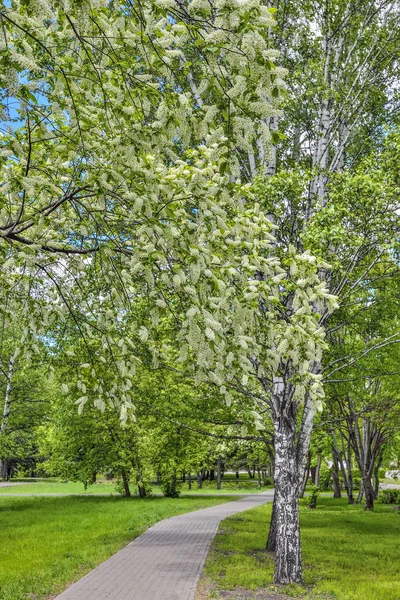 城市公园的城市春天景观与开花的鸟樱花树 — 图库照片