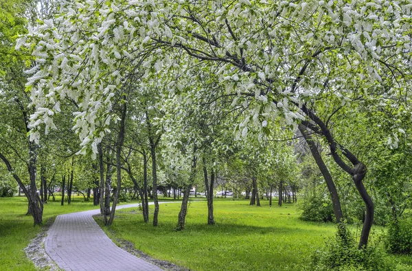 城市公园的城市春天景观与开花的鸟樱花树 — 图库照片