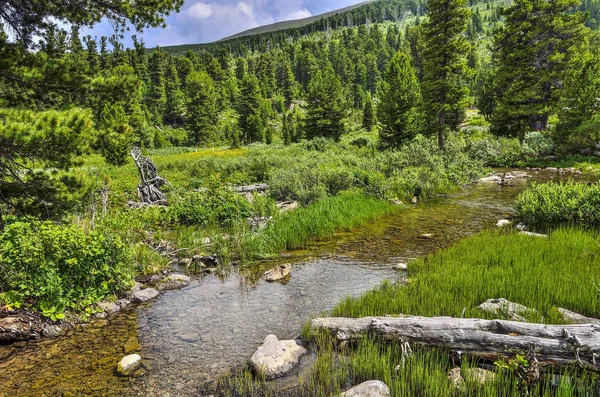 Zöld völgyen átfolyó átlátszó vizű, tiszta hegyi patak — Stock Fotó