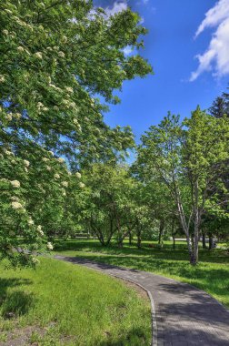 Blooming rowan ağacı, Bahar şehir parkı geçit yakınında Sorbus Aucuparia