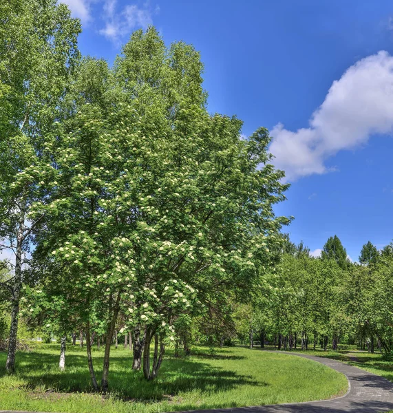 盛开的排行树，索布斯奥库帕里亚在春天城市公园的走道附近 — 图库照片