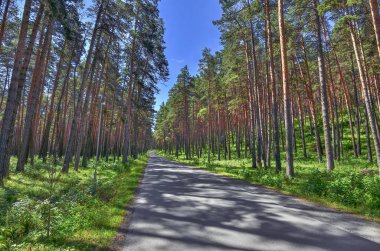 Parlak yaz gününde çam lıkta Asfalt Geçit, orman serinle