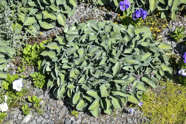 Decoratieve plant Hosta met groene bladeren op de bloembed — Stockfoto