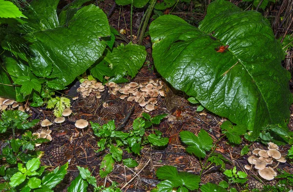 周りの松林で育つ食べられないヒキガエルのキノコ — ストック写真