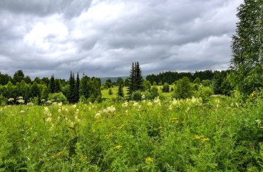 Çiçekli çayır ve iğne yapraklı orman üzerinde dramatik bulutlu gökyüzü 