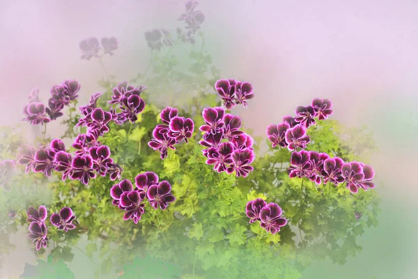 부드러운 핑크 제라늄 o와 아름다운 예술 꽃 배경 — 스톡 사진