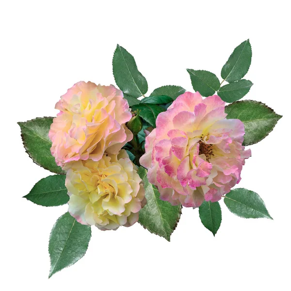 Three delicate pink-yellow roses with leaves isolated on white — Stock Photo, Image