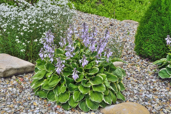 Floración planta decorativa Hosta Patriot con hojas abigarradas —  Fotos de Stock