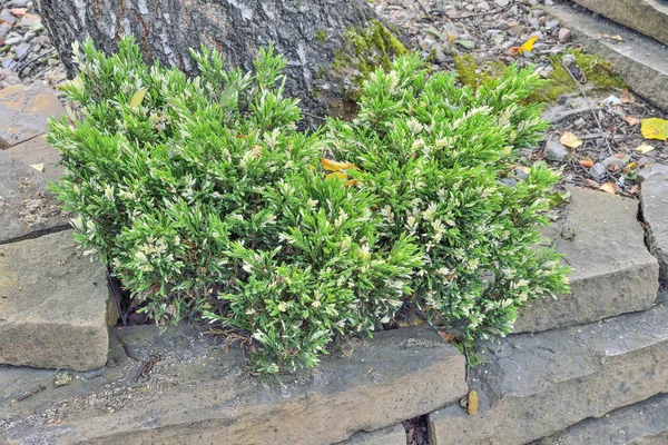 Kleine plant van Kozakken jeneverbes (Juniperus variegata) met varie — Stockfoto