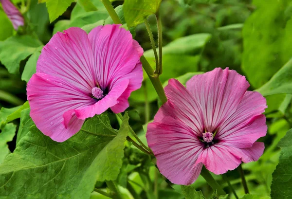 Bellissimi fiori di Lavatera rosa, o malva annuale in giardino Foto Stock Royalty Free