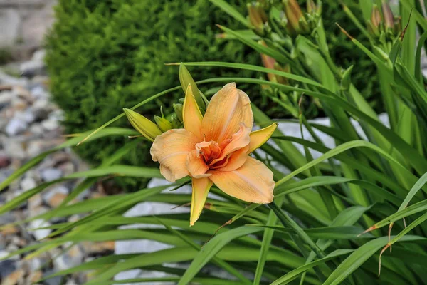 Blossoming orange Day Lily or Hemerocallis close up in garden.