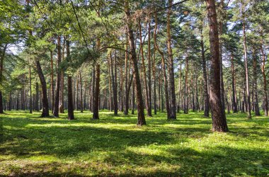 Çam ormanı - güzel yaz güneşli manzara
