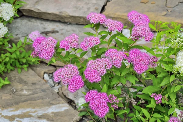 Japonská tavolník (Spiraea japonica) křoviska s jemnou růžovou a — Stock fotografie