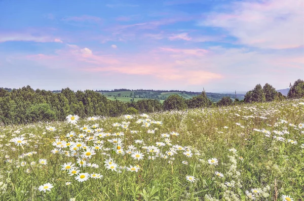 Lever de soleil d'été rose serein sur la prairie de camomille sur la pente de la colline — Photo