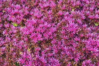 Çiçek açan sahte Sedum pembe çiçekler (Sedum Voodoo) - dekori