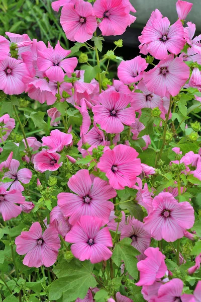 Цветки розового лаватера (malvaceae) в саду — стоковое фото