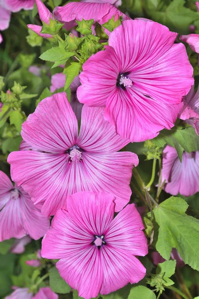 Schöne Blüten von rosa Lavendel (Malvaceae) im Garten — Stockfoto