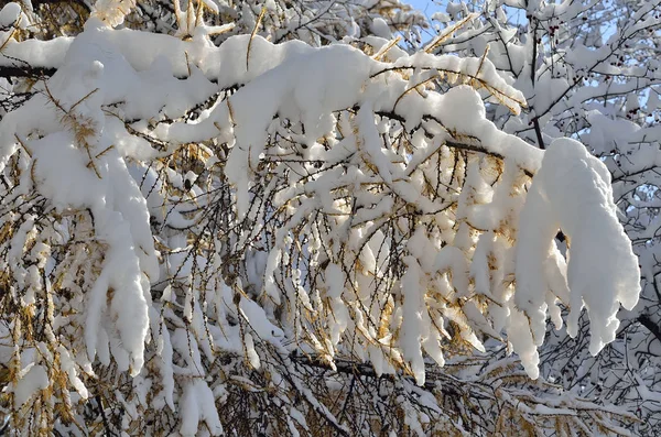 Agulhas douradas em galho de larício com cobertura de neve branca fofa — Fotografia de Stock