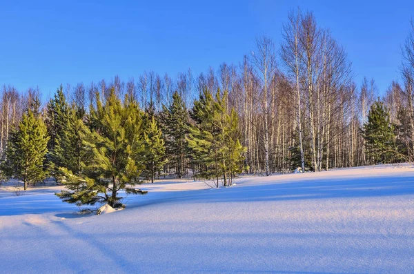 Paysage hivernal dans la forêt de bouleaux et d'épinettes enneigés au coucher du soleil — Photo