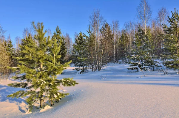 Gün batımında karlı huş ağacı ve ladin ormanında kış manzarası — Stok fotoğraf