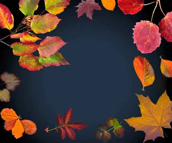 Colorful Autumn Fall leaves heart shaped frame on black backgrou — Stock Photo, Image